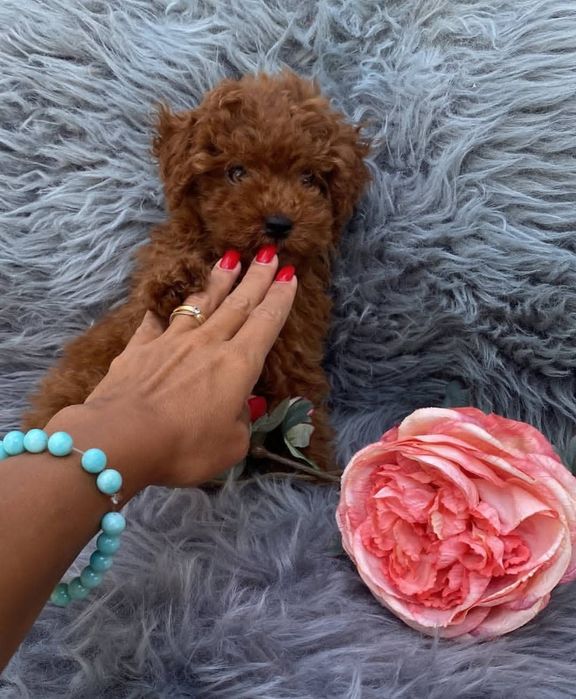 Ред браун.  той пудель : хлопчик