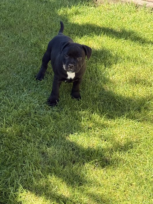 Staffordshire Bull Terrier