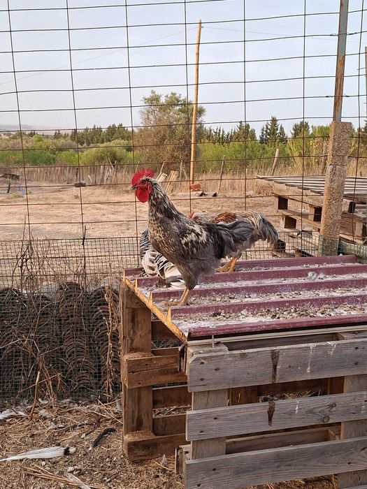 Galinhas e Patos do campo