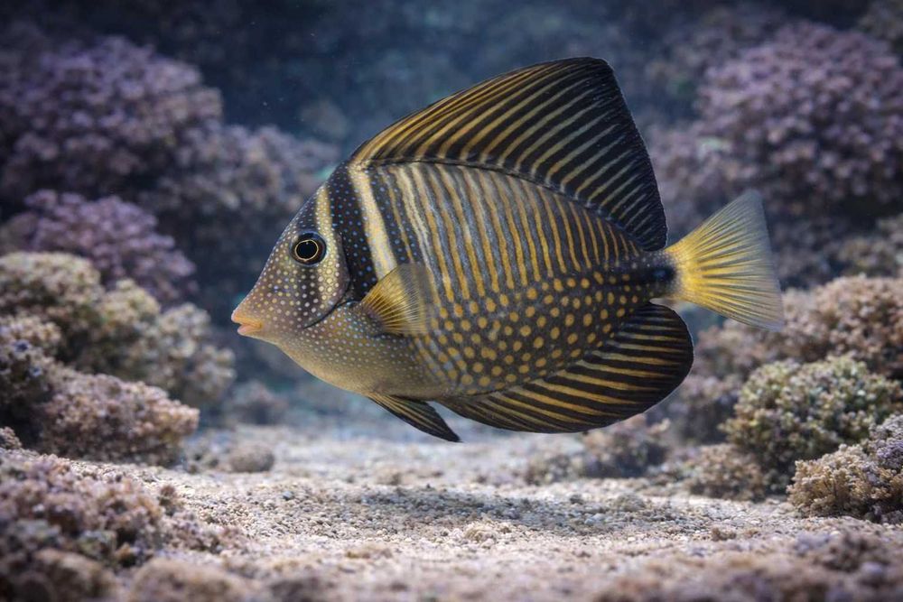 Zebrasoma desjardinii (S) – ok 4 cm FLUOLAMPS.PL WYSYLKI