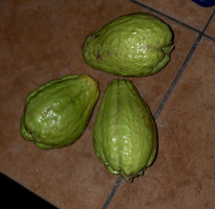 Chuchu da horta - 1,50€ o kg