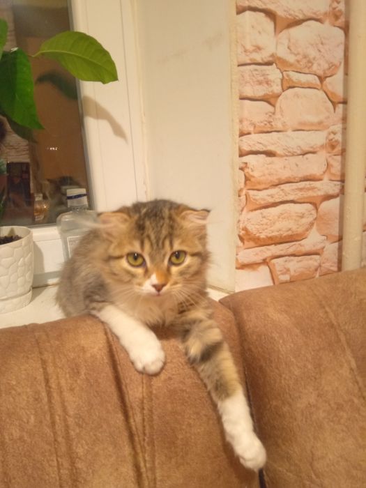 Кошенята безкоштовно