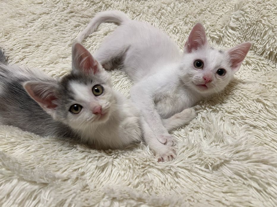 Кошеня киця