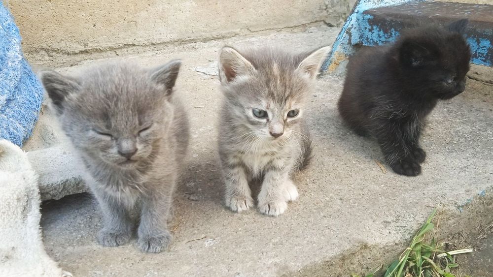 Котята бесплатно