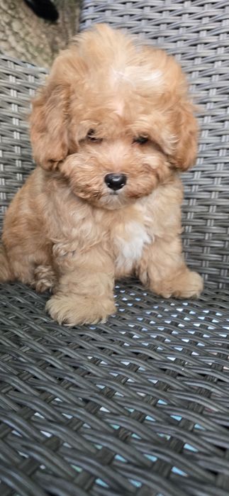Maltipoo/ chłopczyk