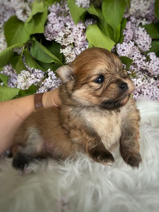 *EKLER* Szpic miniaturowy Pomeranian samiec Orange ZKwP FCI