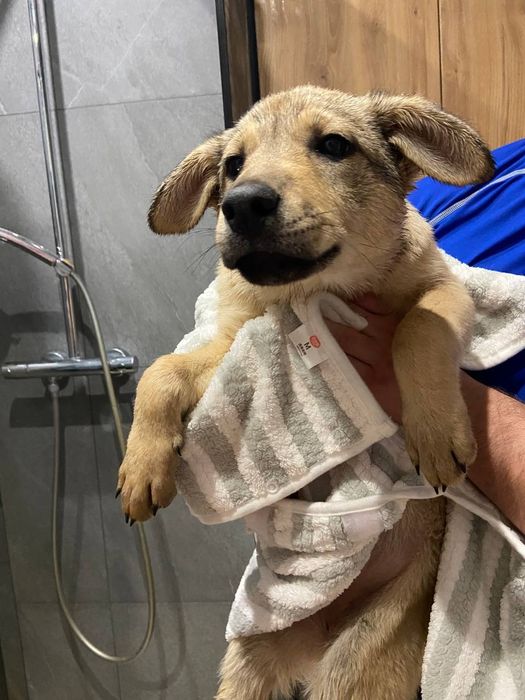 SOS!!! Допоможіть отримати сім'ю, дві дівчинки