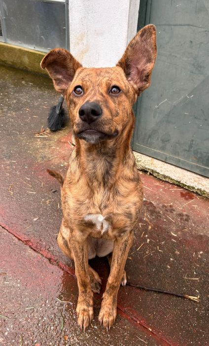 Cadelinha de 6 mesinhos para adopção