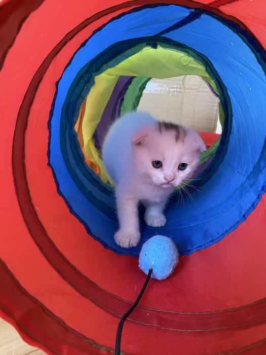 Scottish fold каплофухе кошеня