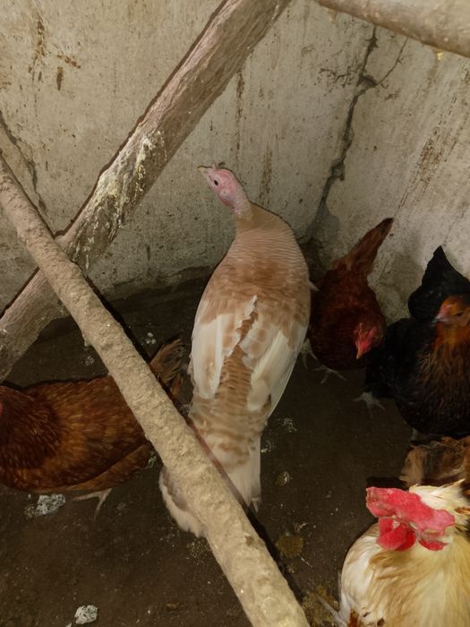 Indyczka na sprzedanie