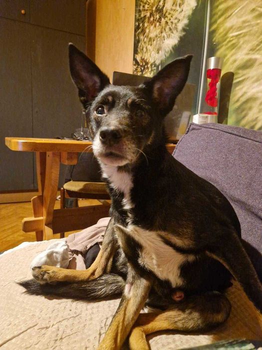 Jumper - psi senior szuka kochającego domu na jesień życia!