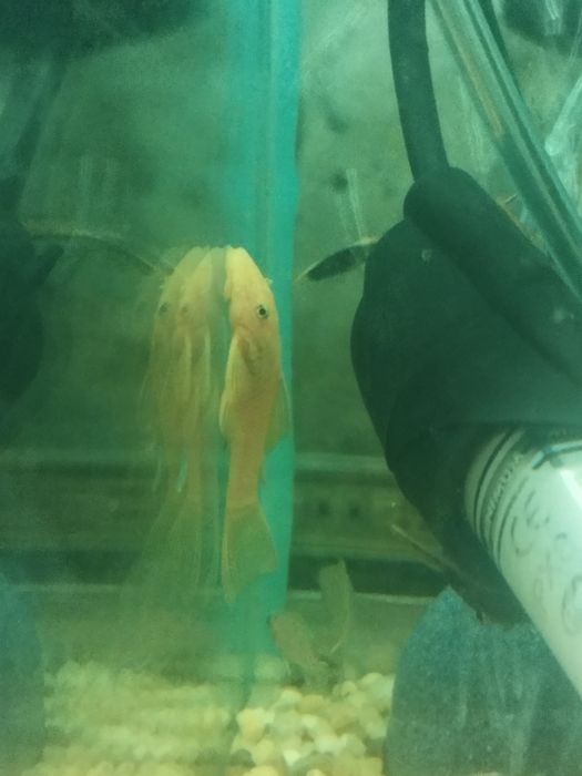 Zbrojnik ancistrus glonojad l 144