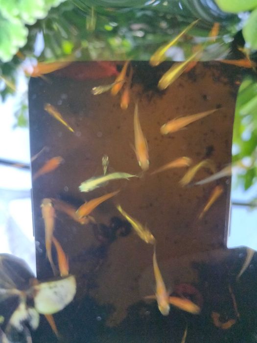 Medakas - Oryzias latipes