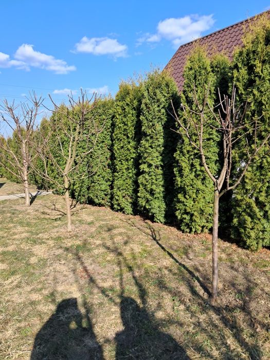 Продам туї висота 1,5 до 3 метра