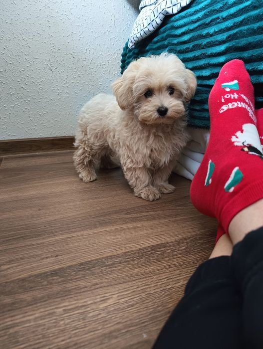 Maltipoo śliczna suczka