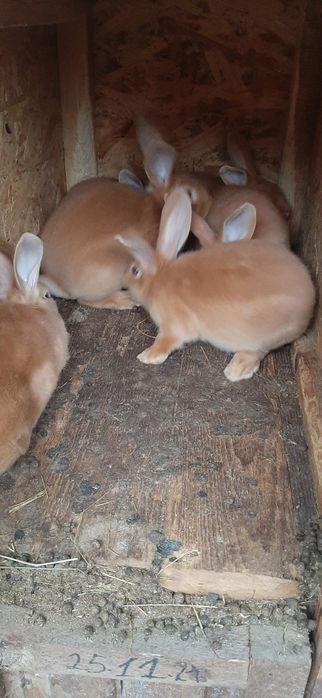 Продам кролів породи бургундець, строкач