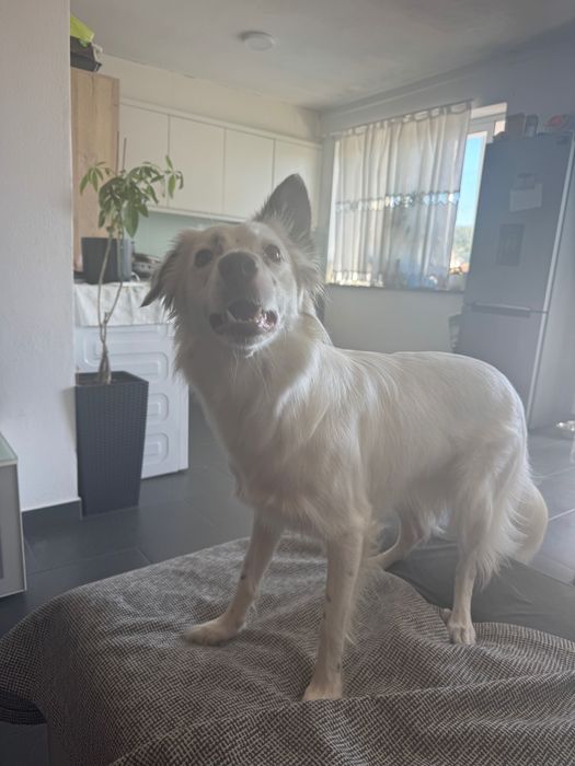 Cadela com 12meses