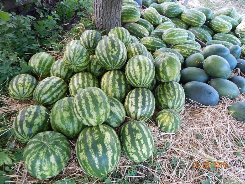 Клипсы для прививки арбуза, дыни, огурца, томатов...