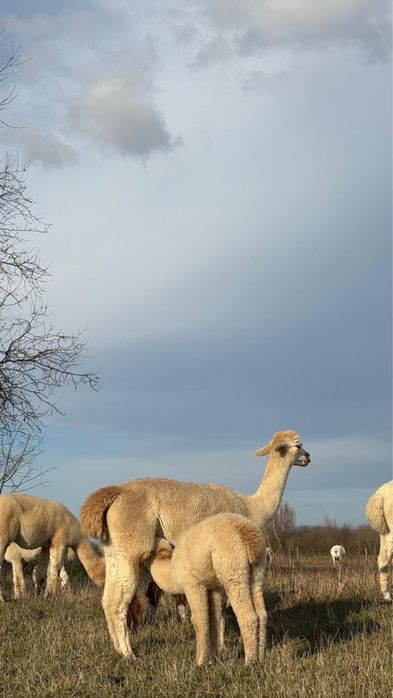 Доглянуті гірські копитні