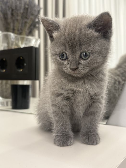 Шотландські кошенята
