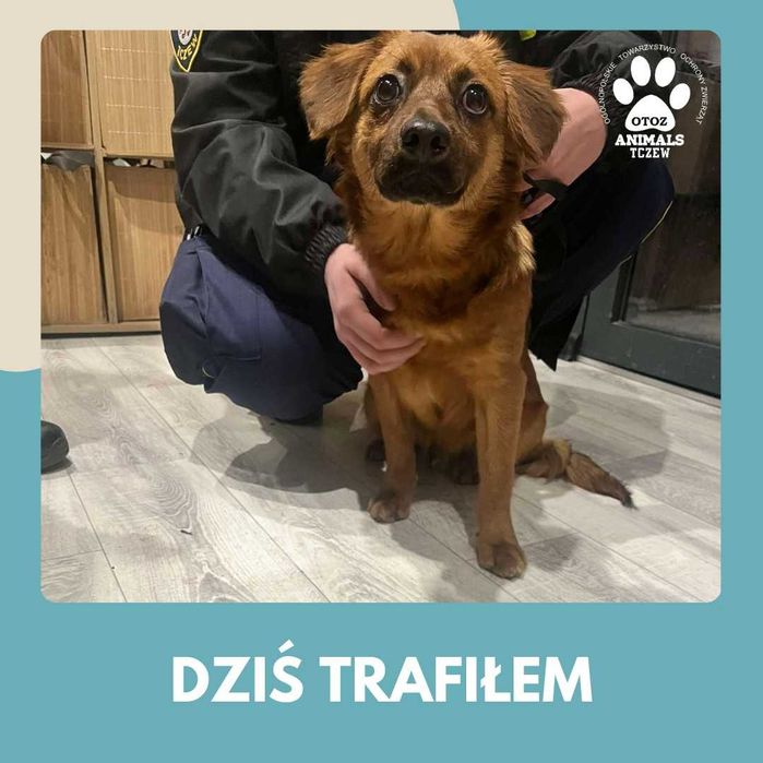 Znaleziono pieska przy ul. Czyżykowskiej