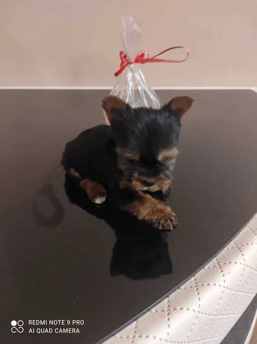 Yorkshire Terrier XXXXXS Książe:) MIKRO PIESEK