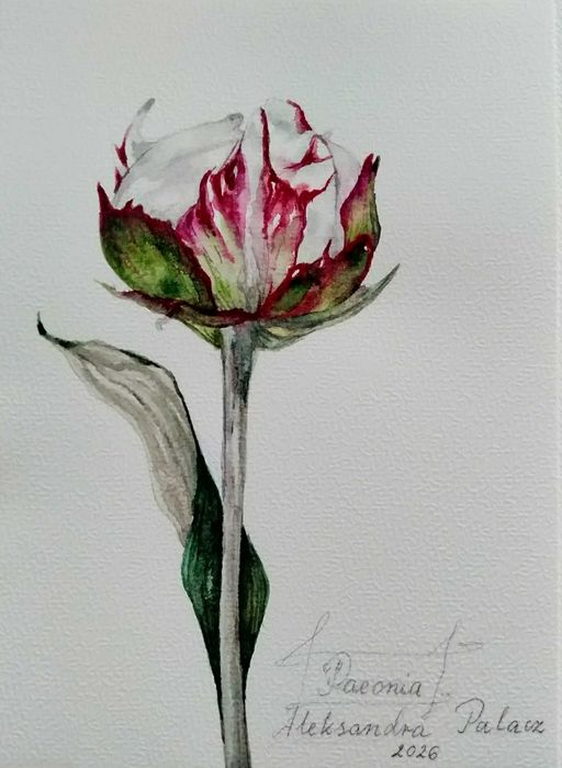 Piwonia. Akwarela botaniczna