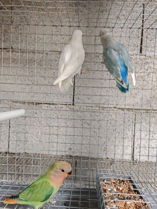 Agapornis Roseicollis