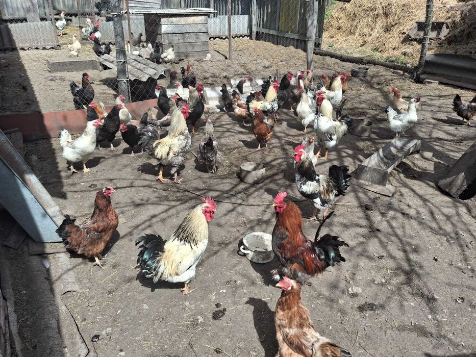 Продам гарних петухів
