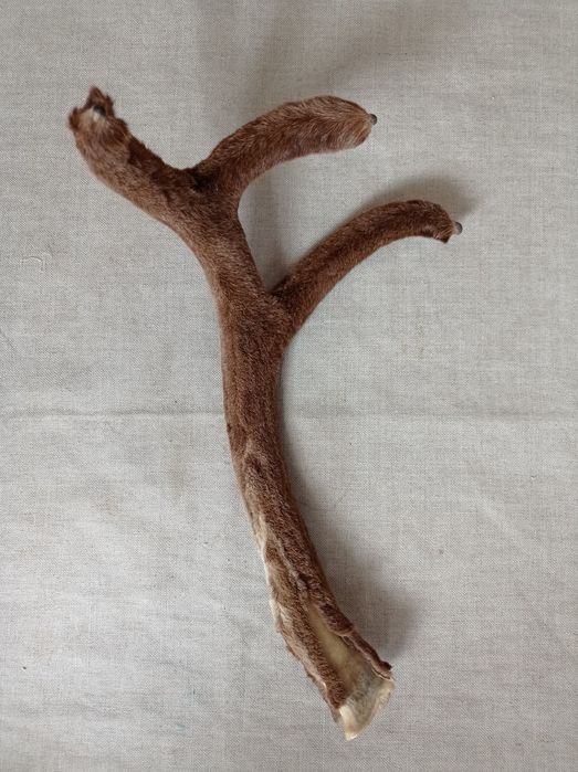 Рога  оленя .37 см