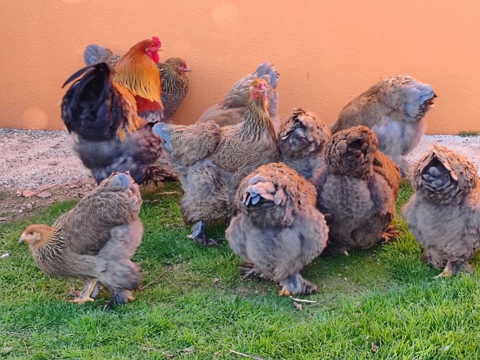 Ovos galinhas Brahma Garnizes miniatura
