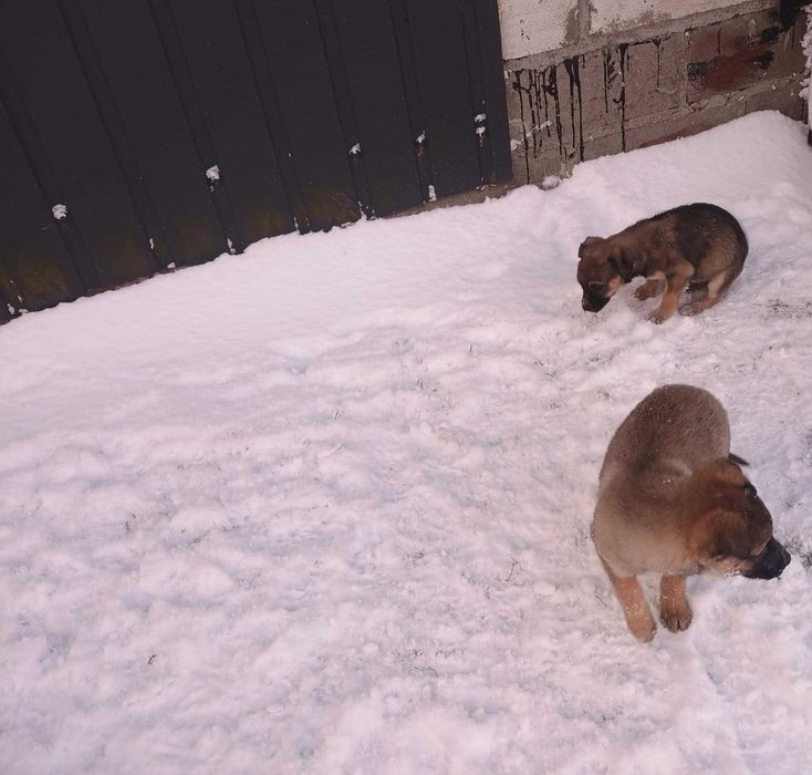 Szczeniaki szukaja dobrych domow