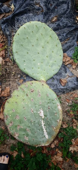 Cactos orelha de Mickey