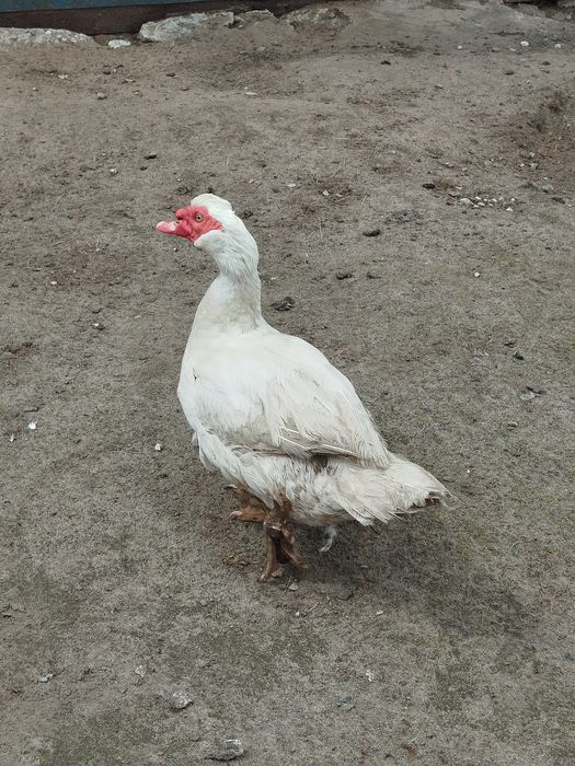 Каченята мускусна індокачка