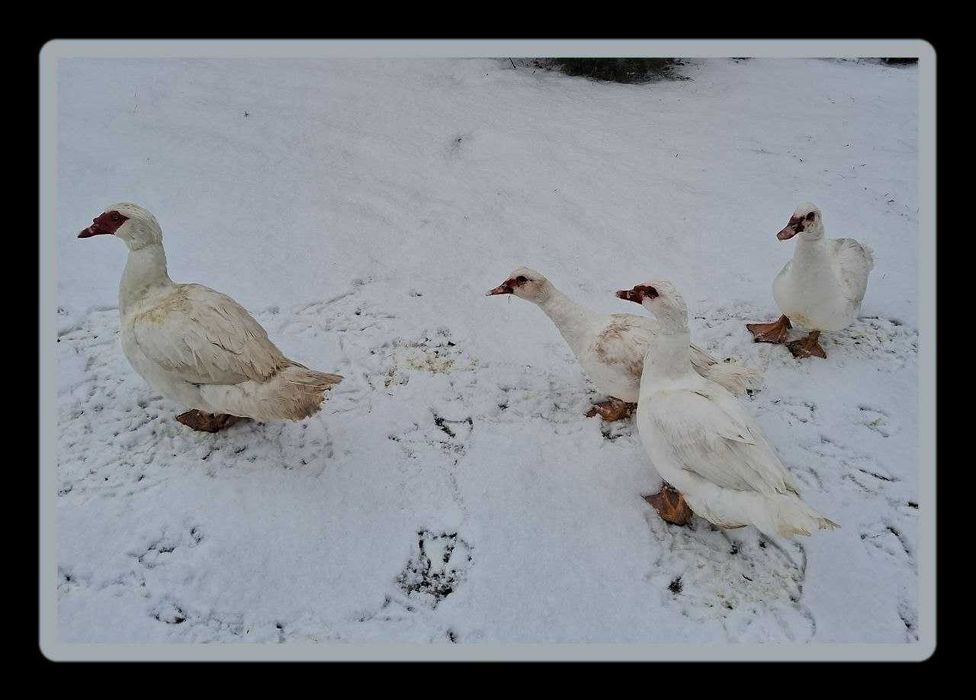 Мускусні індокачури і індокачки на племя