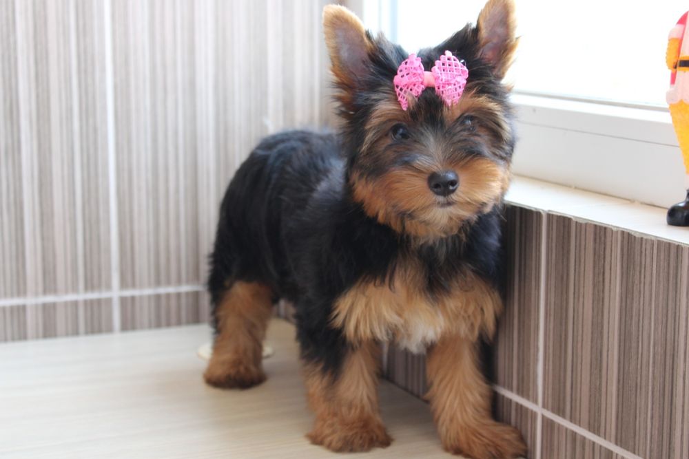 Продам дівчинку Йорка