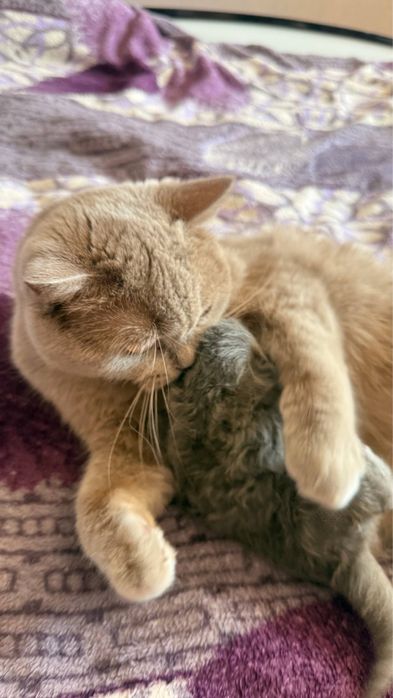 Шотландскі котята