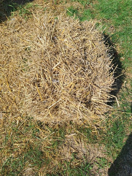 Słoma kostka 10 zł.