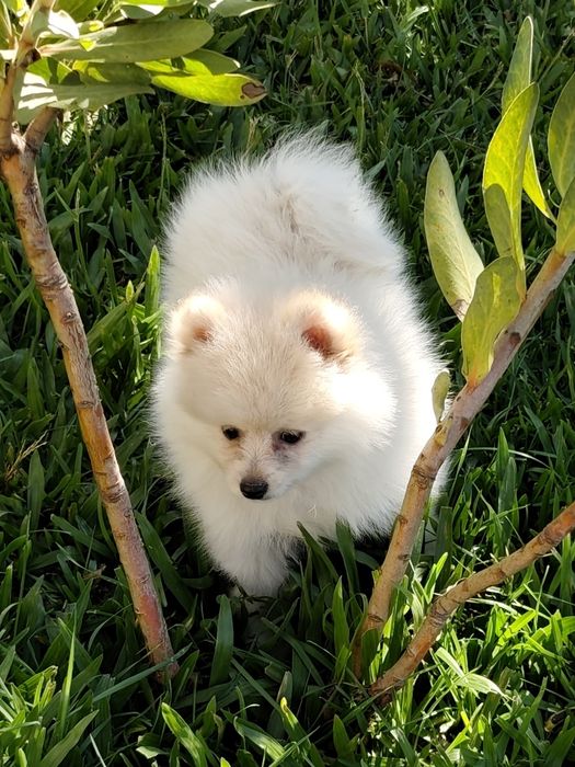 Spitz alemão macho