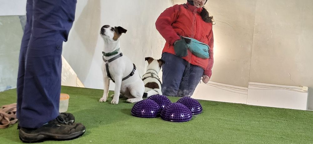 Кінолог.Навчання собак