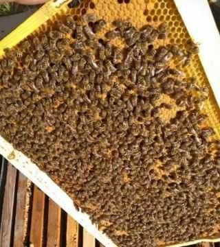 Пчелопакета , бджолопакети