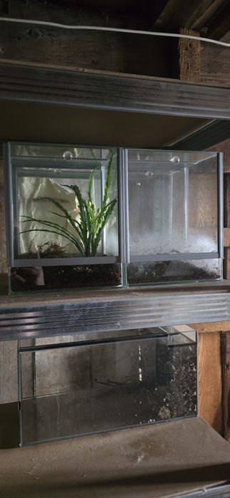 Terrarium, gilotyna