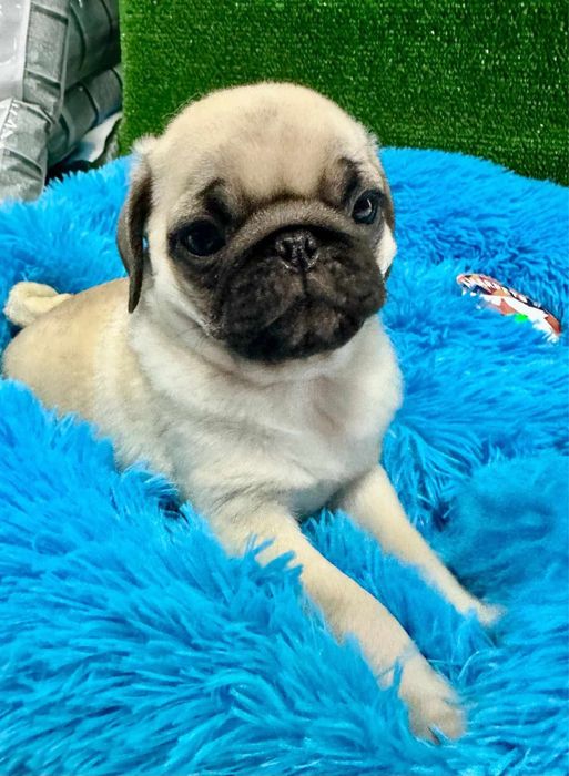 Pug carlin  exelente linhagem