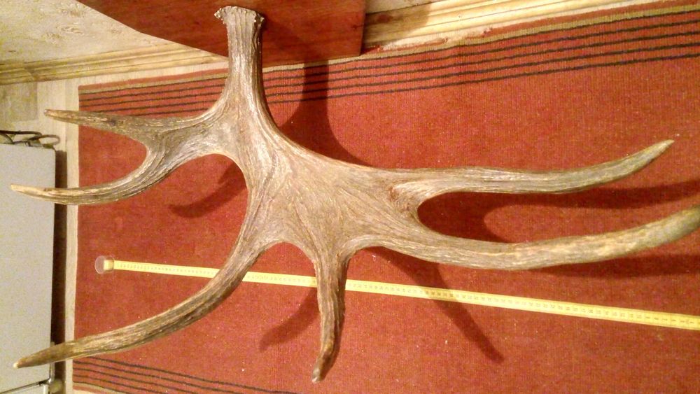 Вешалка для одежды "Рог лося" , декоративное изделие