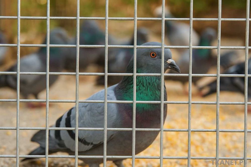 Siatka zgrzewana hodowlana 13x13mm ocynkowana na woliery klatki H150cm