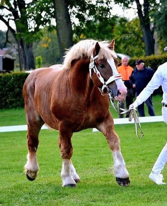 Ogier zimnokrwisty, źrebica zimnokrwista