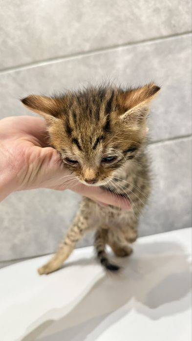 Кошенята два хлопчики і дівчинка