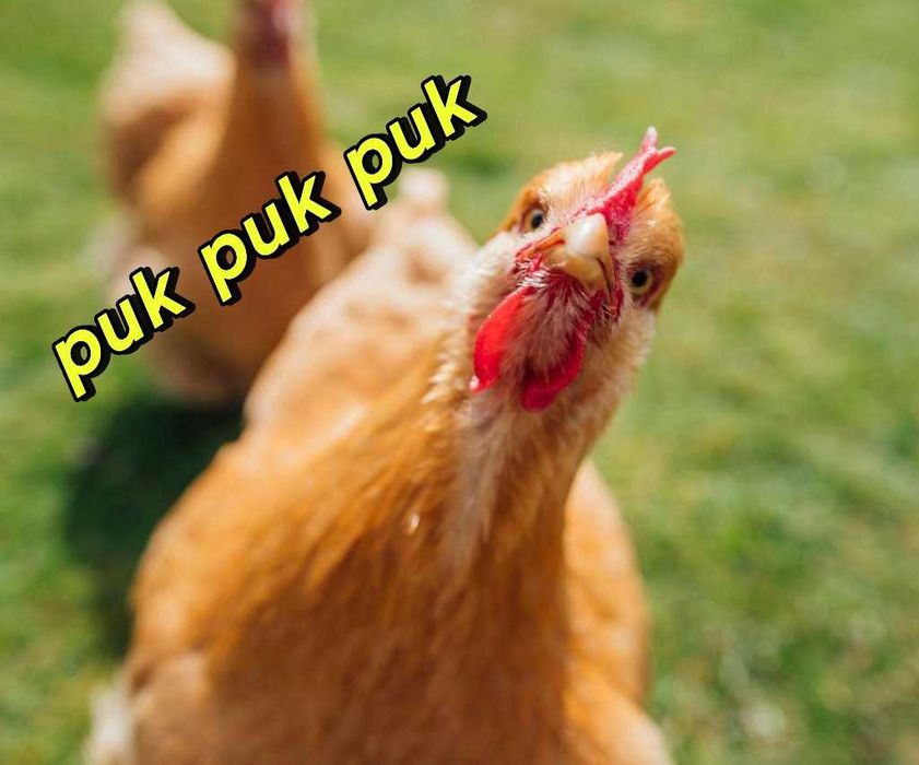 Preparat do suchej dezynfekcji pomieszczeń obory Lider dezynfekant