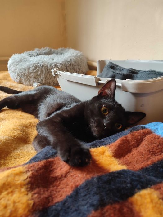 Harry i Ron szukają wspólnie domu