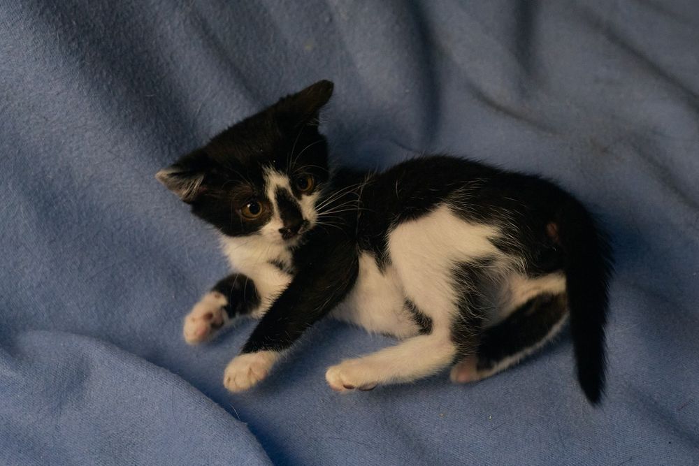 Ласковая нежная кошечка 2.5 месяца ищет Семью и Дом